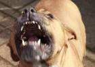 Un perro Pitbull atacó a su perro "salchicha" y lo mató a puñaladas 