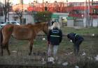 Operativo de Secuestro de Equinos y Limpieza en el FFCC Mitre