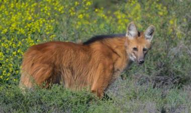 Muere atropellado otro Aguará Guazú en la Región de Ansenuza