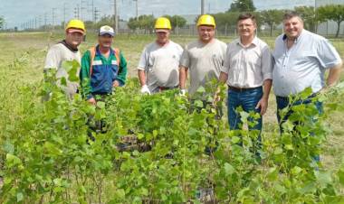 Junto a ZF Sachs el Parque Industrial continúa forestado las 63 has del predio fabril