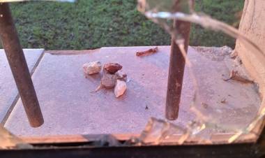 Indignación por actos de vandalismo en la Escuela Rural Gauchos Argentinos de Colonia El Milagro