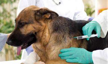 Cronograma de vacunación antirrábica y castraciones previsto para esta semana 