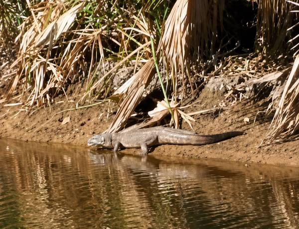 Apareció un yacaré ne el Parque Cincuentenario 