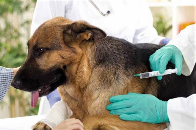 Cronograma de vacunación antirrábica y castraciones previsto para esta semana 