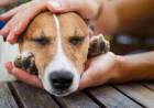 Este domingo habrá jornada de adopción de mascotas 