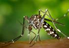 Un extracto de piel de maní inhibe el virus del dengue en diferentes etapas
