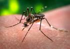 Dengue: la Provincia presentó el Plan Integral y de Vacunación 25/26