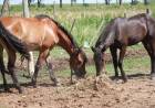 Municipio e IPEA 222 producen alfalfa para alimentar a caballos incautados en la vía pública