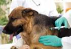 Cronograma de vacunación antirrábica y castraciones previsto para esta semana 