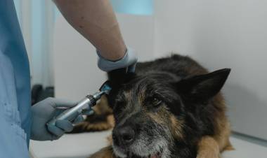 Se retoma la campaña gratuita 2024 de castraciones y vacunación antirrábica