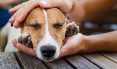 Este domingo habrá jornada de adopción de mascotas 