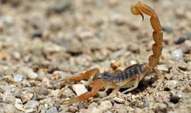 Morteros: bebé picado por alacrán fue derivado al hospital Iturraspe de San Francisco