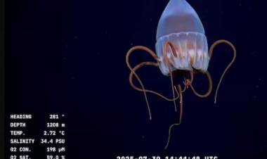 Este domingo finaliza la expedición científica en el cañón submarino Mar del Plata