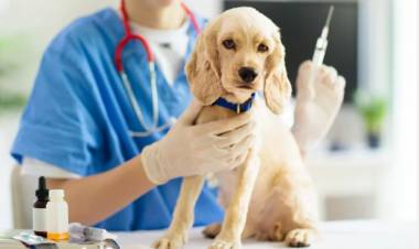 Continúan operativos de castración y vacunación antirrábica