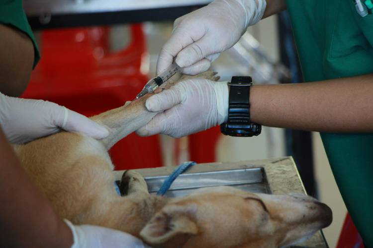 Continúa el operativo gratuito de Zoonosis 