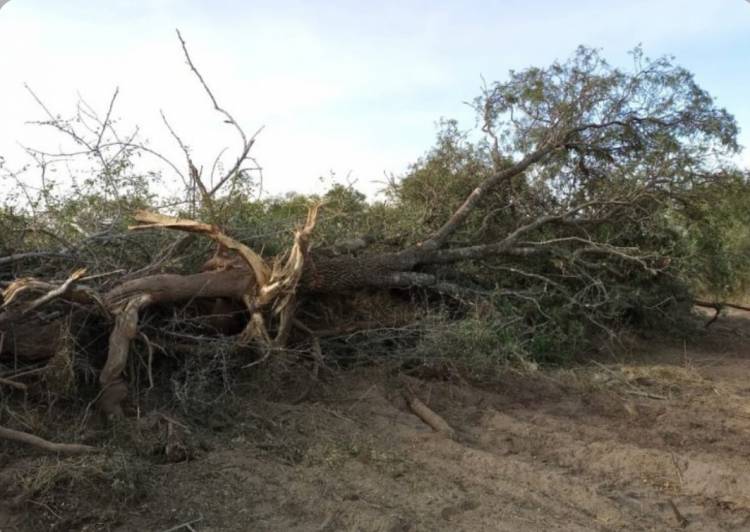 Policía Ambiental de Córdoba evitó desmontes en Chipión y Arroyito