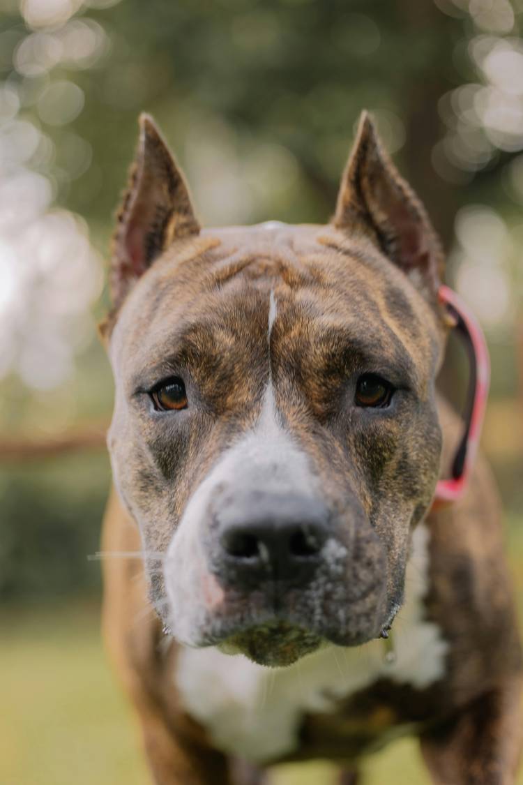 Incidente en barrio La Milka: un pitbull atacó ferozmente a un caniche