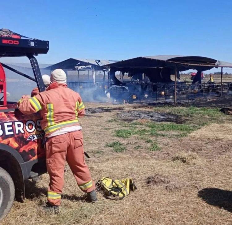 S.M. Laspiur: trágico incendio forestal en  zona rural de  provocó la muerte de 35 terneros