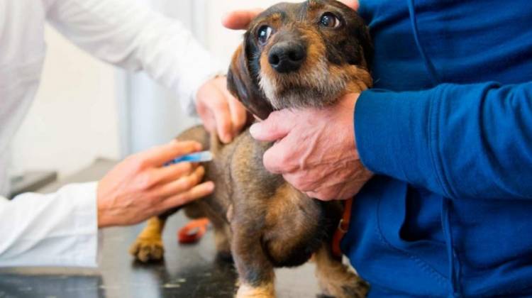Éstos son los barrios en los que la Unidad Móvil de Sanidad Animal estará semana