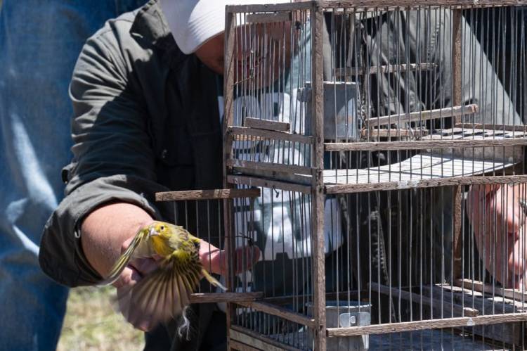 Altos de Chipión: Ambiente liberó 40 aves y un mamífero