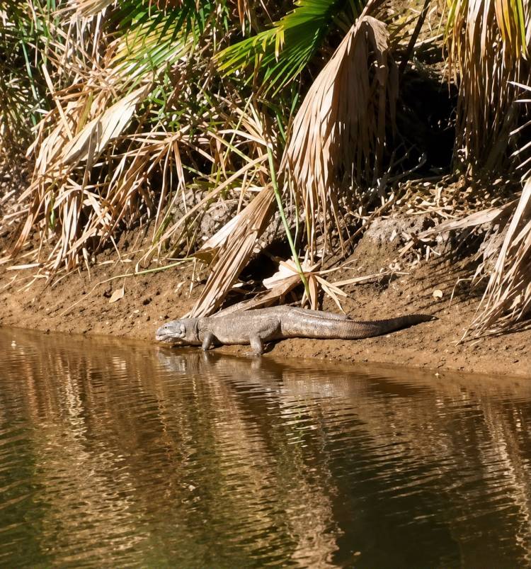 Apareció un yacaré ne el Parque Cincuentenario 